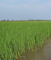 Tiefenwasser-Reis (floating rice), wächst zu allen
Jahreszeiten Tiefenwasser-Reis (floating rice),
wächst zu allen Jahreszeiten