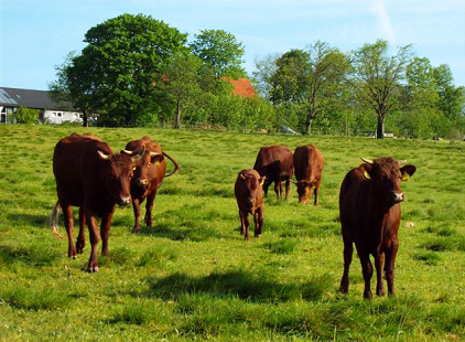 Kuhweide mit K�lbern [8]: K�lber sind durch
                  Handy-Antennen sehr gef�hrdet: Fast ein Drittel der
                  K�lber wurde blind durch Grauen Star