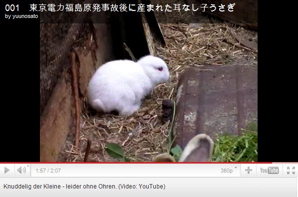 Der "Atomhase" ohne Ohren
                                in der Hasengruppe in der Region
                                Fukushima, Nahaufnahme
