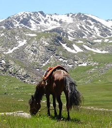 pero un d�a el
                        vigilante del caballo fue reemplazado y pues el
                        caballo tambi�n ten�a que comer hierbas secas de
                        los cerros y ten�a que dejar su orgullo
                        ciudadano.