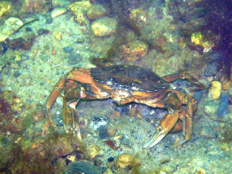 Un cangrejo, un
                          animal marino...