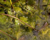 Un grupo de ranas
pensaron que sea bien... Un grupo de ranas
pensaron que sea bien...
