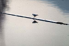 Júpiter
daba una viga, pero las ranas protestaban que una
viga en el agua no sea bastante para un rey... Júpiter daba una viga,
pero las ranas protestaban que una viga en el agua
no sea bastante para un rey...