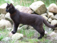 ... pero ning�n rat�n
                      quer�a poner el cascabel al gato ...