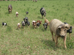 ... pero pues lleg�
                      toda la piara de puercos y liber� al tonto
                      lech�n.