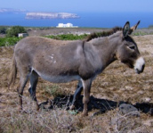 Un asno (burro) ...