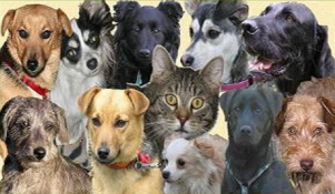 Los perros fueron muy diversos y con
                        extranjeros (p.e. gatos) y as� el general de los
                        perros pens� que va ser dif�cil a luchar contra
                        los lobos iguales