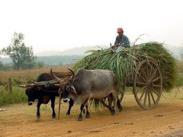 La eje daba un
crujido extraño - y los bueyes y la eje se
quejaban como tienen que trabajar... La eje daba un crujido
extraño - y los bueyes y la eje se quejaban como
tienen que trabajar...