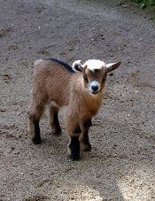 Un cabrito fue en camino... Un cabrito fue en
camino...