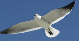 y una gaviota
formaban una empresa de comercio... y una gaviota formaban
una empresa de comercio...