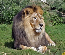 Un
león... Un león...