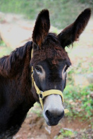 un
asno ... un asno ...