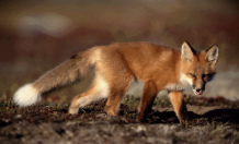 y una zorra decían
que van compartir la presa. y una zorra decían que
van compartir la presa.