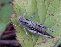 Una cigarra cantó en un
árbol, pues... Una cigarra cantó en
un árbol, pues...