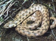 Una serpiente
(aquí: culebra viperina, natrix maura) quería
ladrar miel de abejas pero invadió... Una serpiente (aquí:
culebra viperina, natrix maura) quería ladrar miel
de abejas pero invadió...