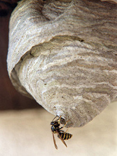 ... un
avispero y fue picado por una avispa en su
cabeza. ... un avispero y fue
picado por una avispa en su cabeza.