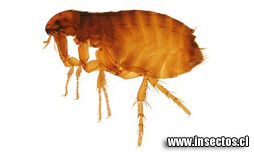 ... y solo dijo la pulga: "Así es mi
manera de vivir"... ... y solo dijo la
pulga: "Así es mi manera de vivir"...