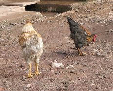 Dos gallos se
conocían bien en su corral ... Dos gallos se conocían
bien en su corral ...