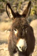 Un burro (asno) dijo a sus colegas que
                          sea muy enfermo y cuando va morir no quer�a
                          que los lobos van comerlo.