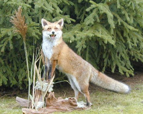 ... que la cola de una
                      zorra. La zorra dijo que la mona tiene que
                      concentrarte "en otros designios"...