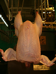 ...
                                                pero no encontr� nada
                                                especial y solo fue
                                                deplorando despu�s su
                                                perdida