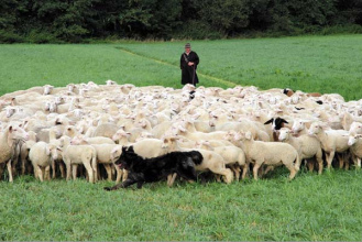 Un perro con su
                                                  reba�o fue flaco ...
