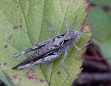 Un grillo se quejaba
                      ...