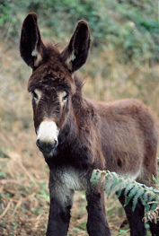 Un borrico ... Un borrico ...