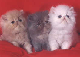 Tres gatitos (blanco,
negro, manchado) ... Tres gatitos (blanco,
negro, manchado) ...