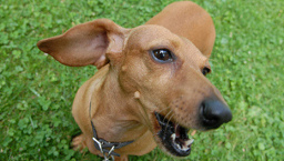 ... tenían
que defenderse contra un perro endemoniado (aquí:
perro agresivo salchicha), pero fueron tan
disconformes los gatitos que fue fácil para el
perro a destruir los gatitos. ... tenían que
defenderse contra un perro endemoniado (aquí:
perro agresivo salchicha), pero fueron tan
disconformes los gatitos que fue fácil para el
perro a destruir los gatitos.