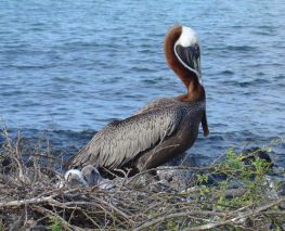 Al
                        pel�cano con sus hijuelos uno quer�a dar su
                        sangre a los hijuelos, pero eso es la tarea de
                        los padres pues ...
