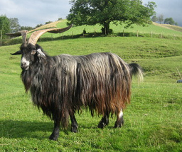... un otro cabr�o macho
                      fueron transportistas.