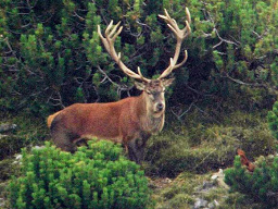 ... y durante su
                        fuga sus enramados cuernos le imped�an mucho y
                        aprendi� a relativizar su orgullo