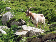 Fue una
                    cabra que siempre fue humilde, al contrario el
                    caballo siempre fue consentido...
