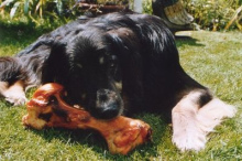 Un perro solo durmi� durante el trabajo
                            de su jefe - y solo recibi� un hueso en
                            lugar de carne...