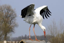 Las ranas quer�an un rey de J�piter y
                            recibieron una cig�e�a...