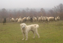 Un pastor se burl� de sus perros
                            pastores...