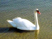 Un cisne sab�a cantar y por eso no fue
                            cocinado...