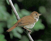 El ruise�or fue protegido por un
                            cazador que mat� el halc�n