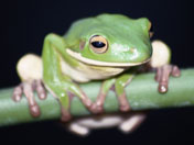 Una ranita fue atacado por un serpiente
                            y fue salvado por un sapo