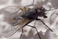 Una mosca sab�a leer y por eso pudo
                              salvarse su vida ...