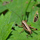 Una cigarra solo cant� y fue con
                              hambre en el hinvierno porque no hab�a
                              provisiones ...