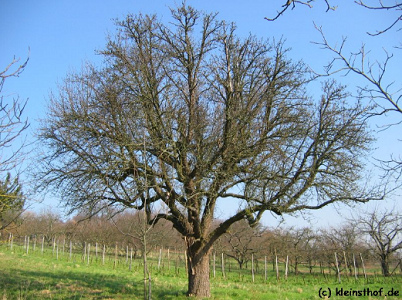 Apple tree without
                              leaves with almost horizontal branches