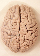 Das menschliche Hirn kann zur Intelligenz
                      geschult werden