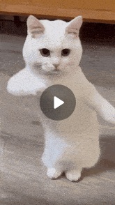 Gato
blanco Gato blanco