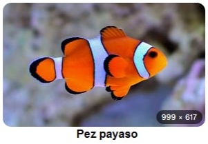 Pez payaso Pez payaso